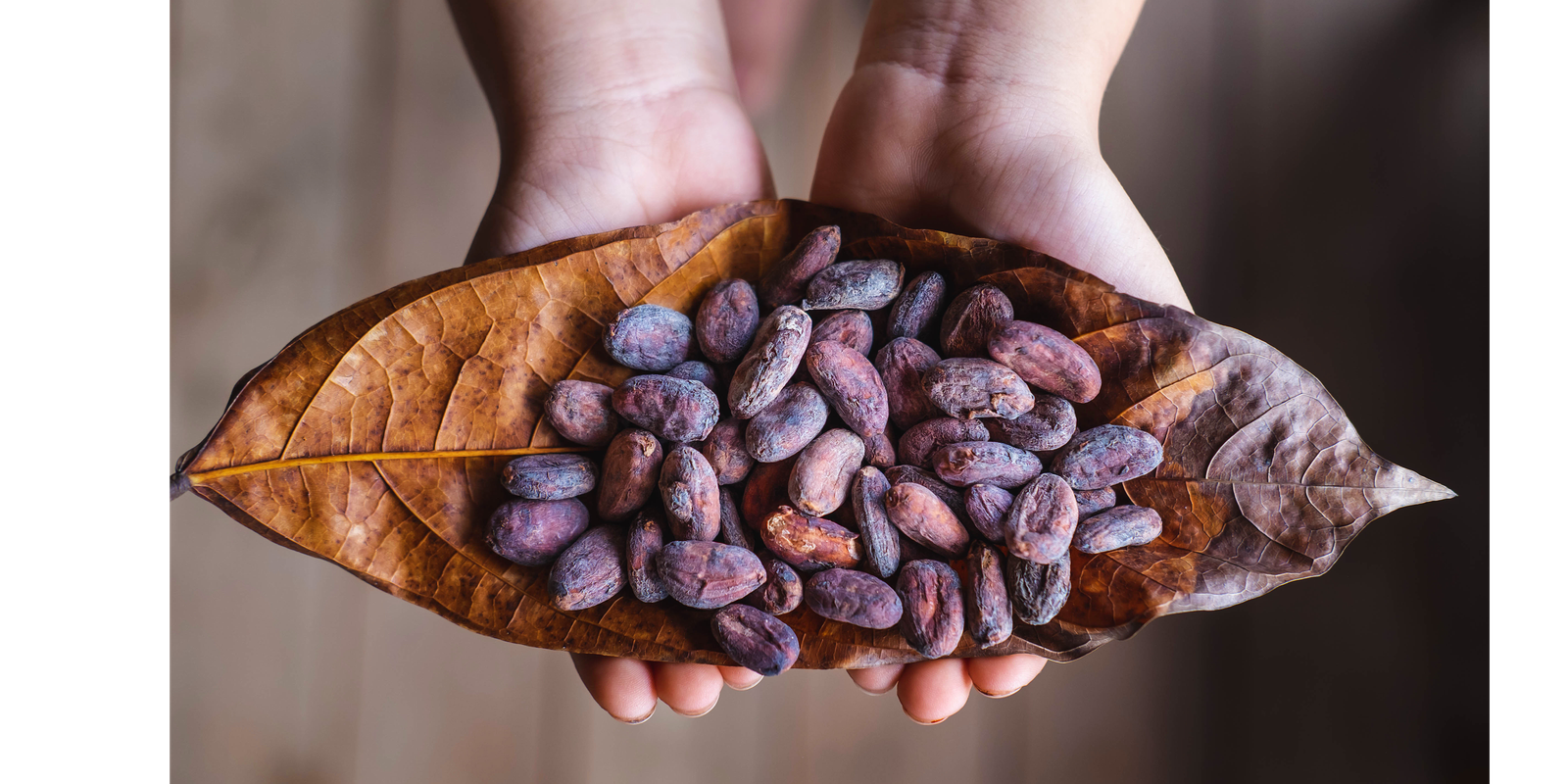 Fermented-Cacao-Beans-Jungle-Delicacy