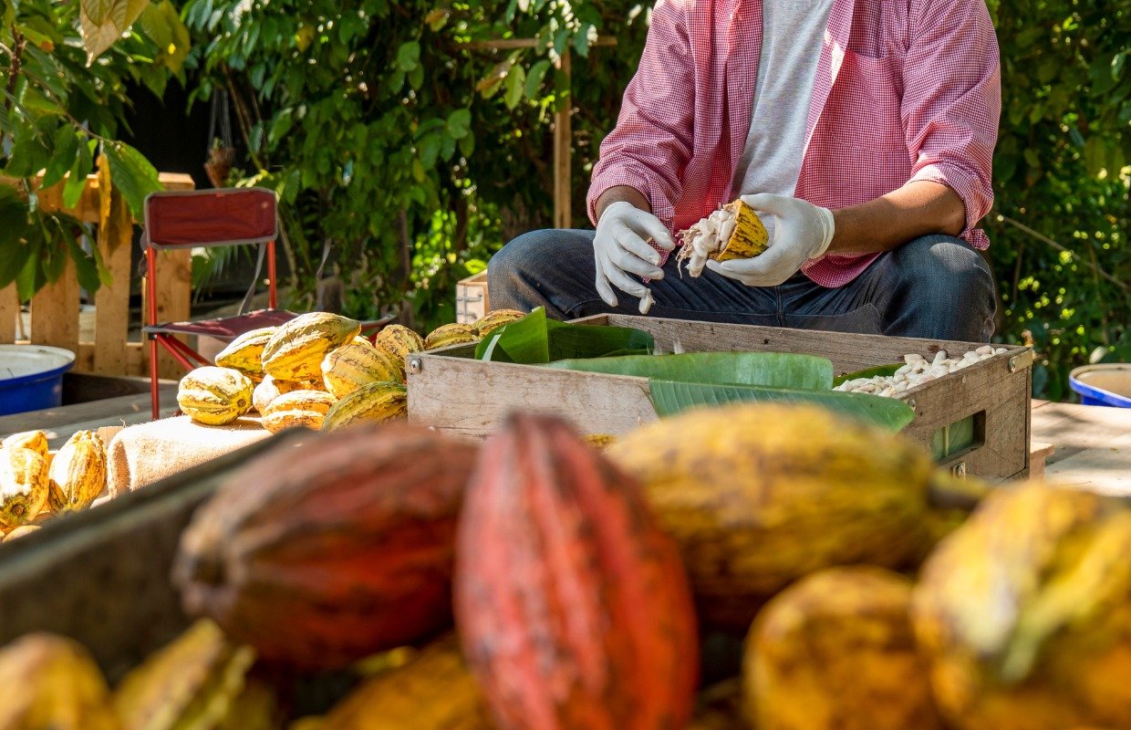 Cacao-fermentation-jungle-delicacy