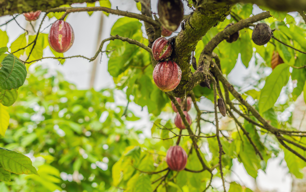 Decoding the Chocolate Tree - The Cacao Story